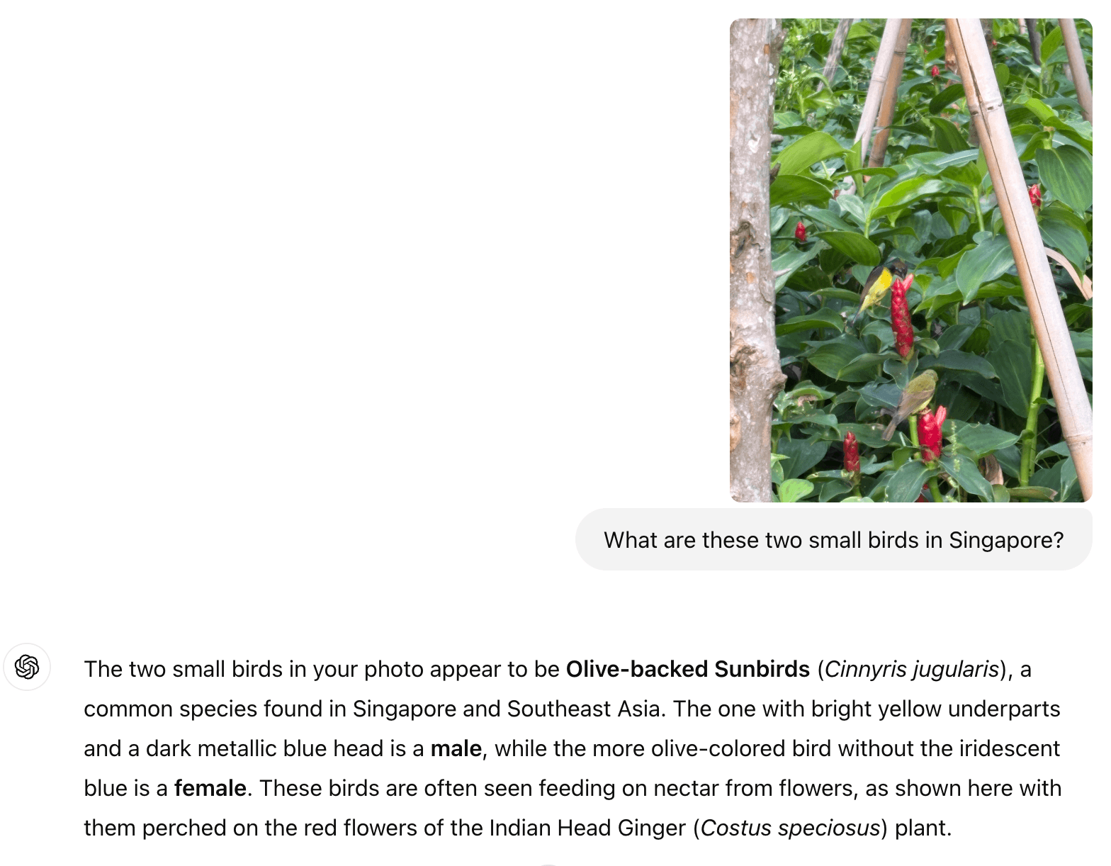 I specifically included “small” and “in Singapore” to give ChatGPT more information to work with.